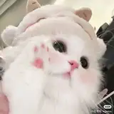 kitty