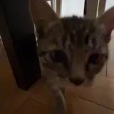 Dora