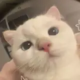 yan