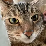Yuzi