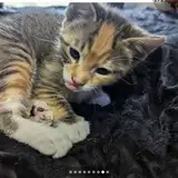 Samantha