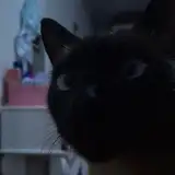 jubalion