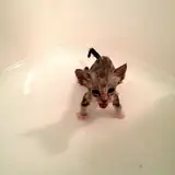 Auora