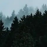 bleh