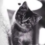 Mirabela