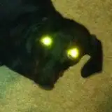 Dito