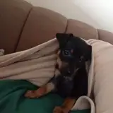 sam
