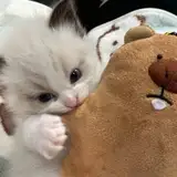 Kouch