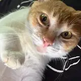 Wai