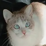 Clara