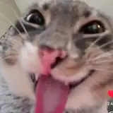 ishavedmyhead