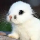 bunny