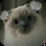 Maude