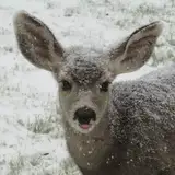 Dantelion
