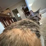 ewriin