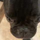 Eloise
