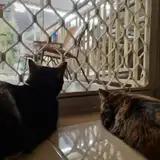 hnaa