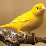 Zo bek
