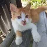 yuki