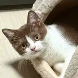 Audah
