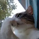julie