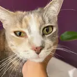 Pete