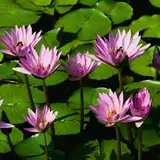 LillithRose
