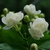 Jillybean13