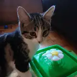 Stella