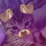 misuu