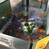 Shelcya