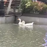 Duckie
