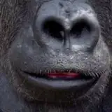SomiDaCutiiePiie