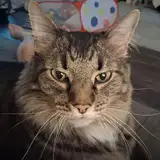 Ari