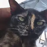 syaaa