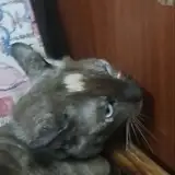 pakun