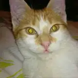 ollo