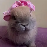 Mei