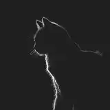 Lillian