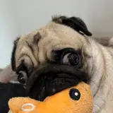 lucc