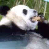 PandaDivas