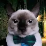 Rosmery