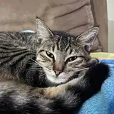 chloe