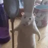 cumratking