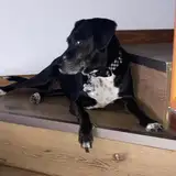 Danvr