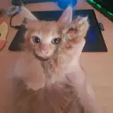 boluijo
