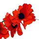 Poppy