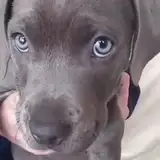 pipi