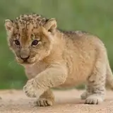 bebe