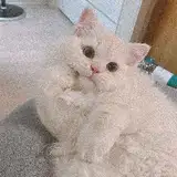 ale